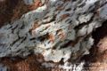 Masser ech-Chouf Porous Rock
